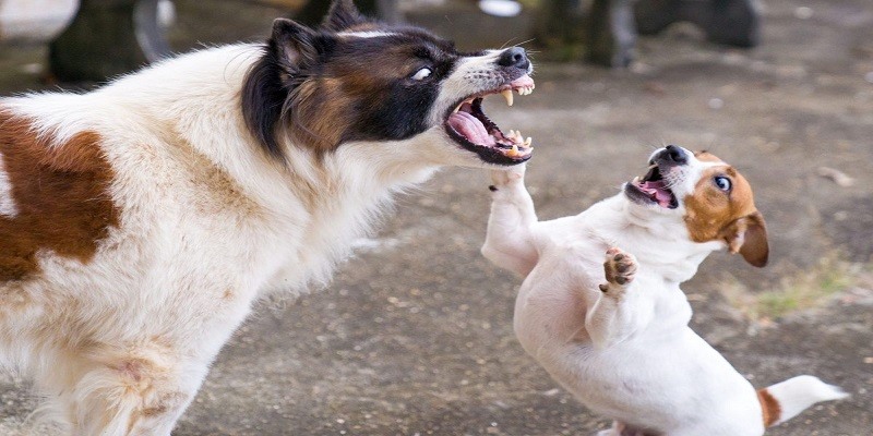 Nằm mơ thấy chó đang cắn nhau